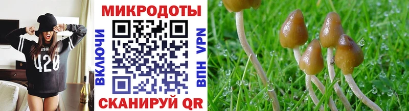 Псилоцибиновые грибы GOLDEN TEACHER  Аркадак 